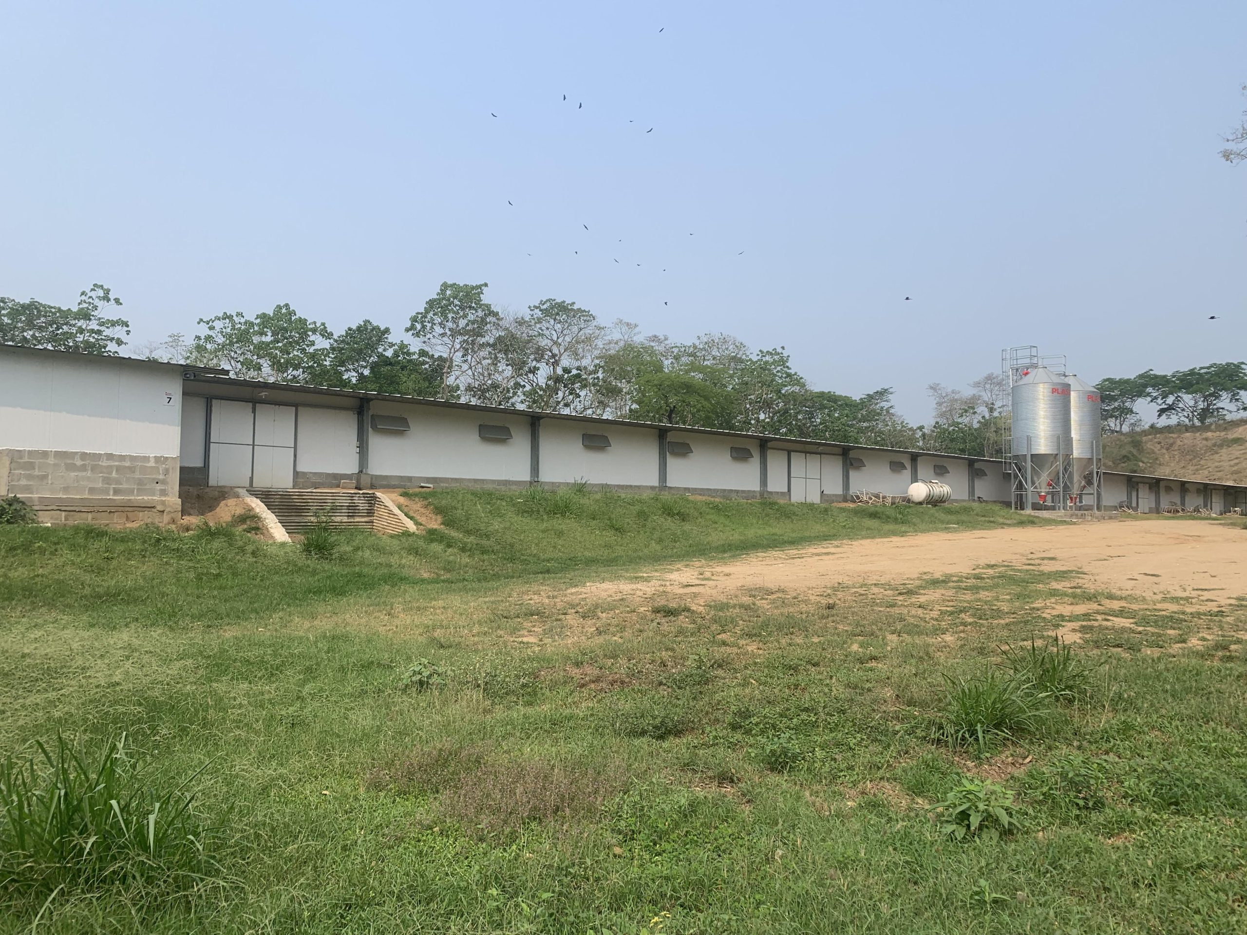 Granja Avícola los Limones